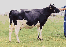 vaca.gif (22369 bytes)